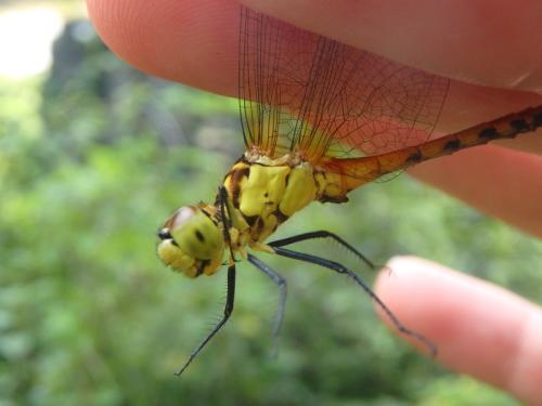 Sympetrum parvulum